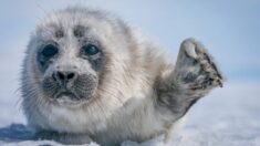 ¡Fotos de ensueño!: Encuentro de un fotógrafo con una cría de foca en el helado lago Baikal de Rusia