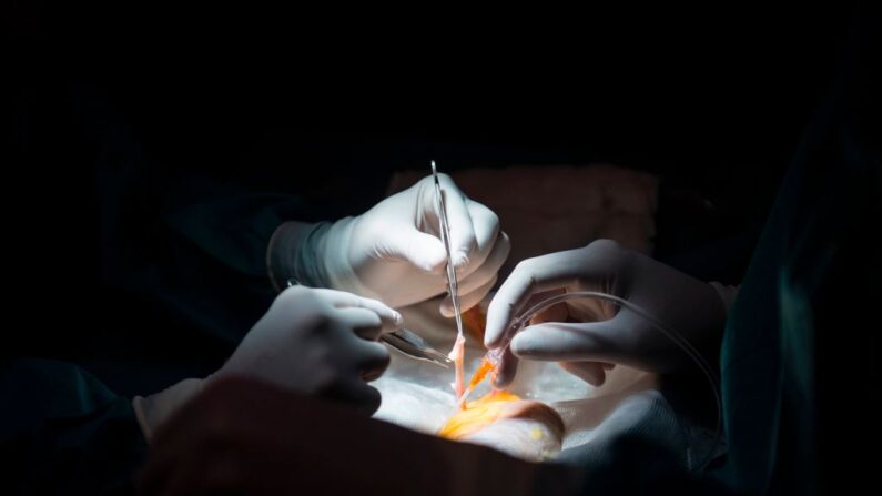 Los médicos se preparan para un trasplante de riñón en una foto de archivo. (Pierre-Philippe Marcou/AFP/Getty Images)