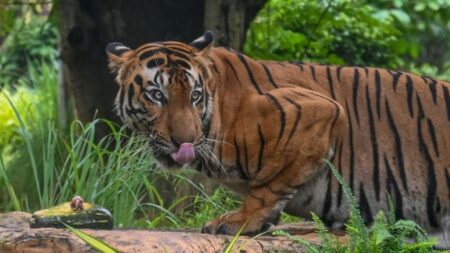 Policía busca a mujer que entró en la jaula del tigre en zoológico para tocarlo