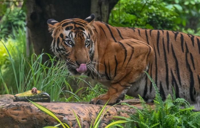 Shakti, una tigresa de Bengala se prepara para comer en el Veermata Jijabai Bhosale Udyan and Zoo en Mumbai el 29 de julio de 2021. Imagen ilustrativa. (PUNIT PARANJPE/AFP vía Getty Images)
