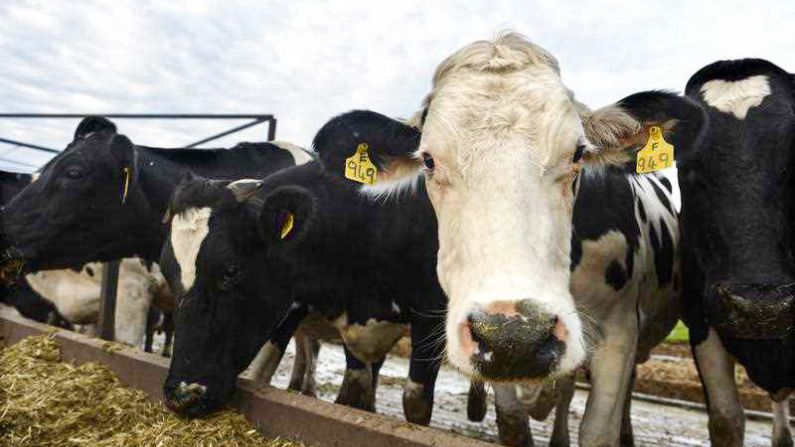 Las vacas comen de un comedero en una granja lechera en Darling Downs, Queensland, el martes 21 de mayo del 2013. (AAP Image/Dan Peled)
