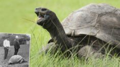 Conozca a la tortuga Jonathan, el animal terrestre más longevo del mundo: ¡Cumplió 190 años!