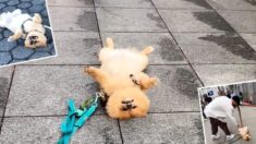 Perro se hace el muerto en las calles de Nueva York, buscando que extraños le froten la barriga