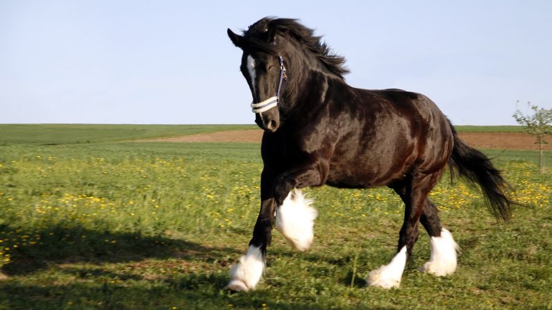 Un caballo Shire galopando en un campo. (Pixabay/Webwebwebber)