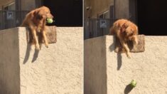 Golden Retriever se cuelga de la pared y lanza pelotas para que jueguen con él: ¡Siempre funciona!