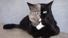 Raro gato con una hermosa “doble cara” le robará el corazón: “Es tan único”