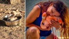 Mujer rescata a una cría de flamenco y meses después el ave regresa de la naturaleza a visitarla