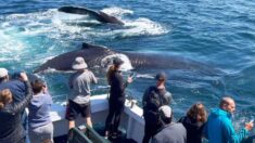 Tres curiosas ballenas se acercan a saludar a las personas en un barco: «Se quedaron media hora»