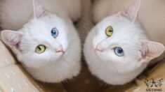 FOTOS: Conozca a estas adorables gatitas gemelas que tienen los ojos más hermosos