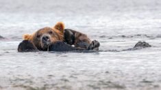 Oso dormilón se relaja flotando en un lago de Alaska con las patas detrás de la cabeza: FOTOS