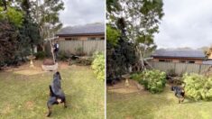 VIDEO: Servicial Rottweiler ayuda a su dueño a cortar la rama de un árbol