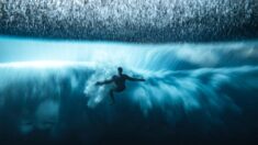 Fotos ganadoras de los Premios al Fotógrafo del Océano del Año 2022 lo dejarán sin aliento