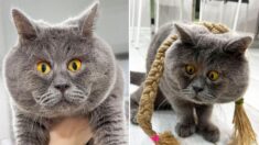 FOTOS: Gato bizco rescatado en Rusia se vuelve viral por su peculiar mirada