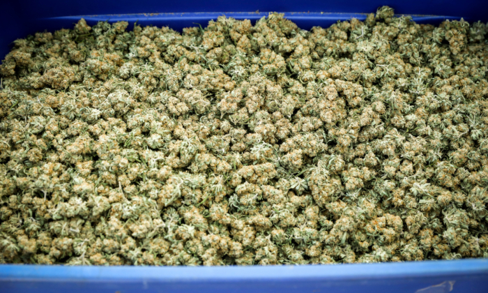 Una caja de la flor de la planta de marihuana de una operación de cultivo ilegal en un suburbio residencial en Denver, Colorado, el 1 de octubre de 2020. (Charlotte Cuthbertson/The Epoch Times)