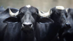Muere un cazador mexicano al ser embestido por un búfalo en Argentina