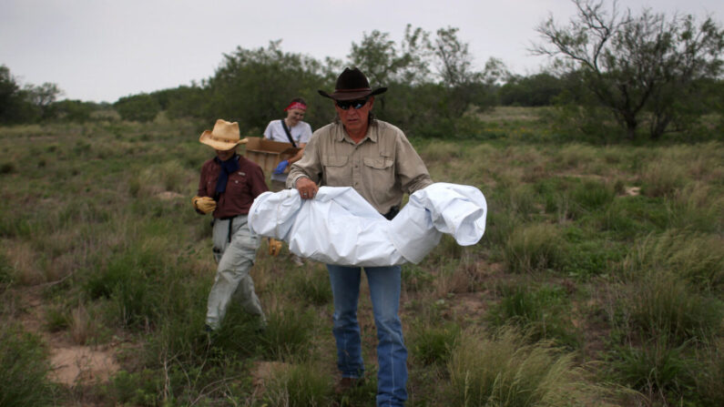 Benny Martinez, entonces jefe de la Oficina del Sheriff del Condado de Brooks, lleva los restos de un presunto inmigrante ilegal en un rancho en Falfurrias, Texas, el 22 de mayo de 2013. (John Moore/Getty Images)
