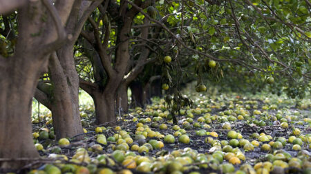 Pérdidas agrícolas en Florida por Ian superan los 1500 millones de dólares