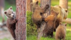 ¡Dónde están… aquí estan!: Tiernas fotos de oseznos jugando al escondite le harán sonreír