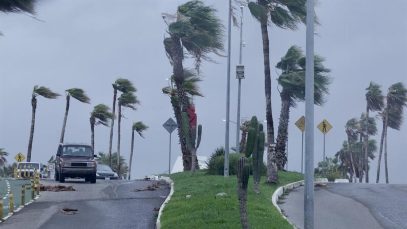Fotografía de fuertes vientos impactando en unas palmeras debido a la llegada de un huracán, en Los Cabos (México). EFE/ Jorge Reyes