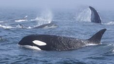 Manada de orcas se enfrenta a dos ballenas jorobadas en extraño encuentro de varias horas