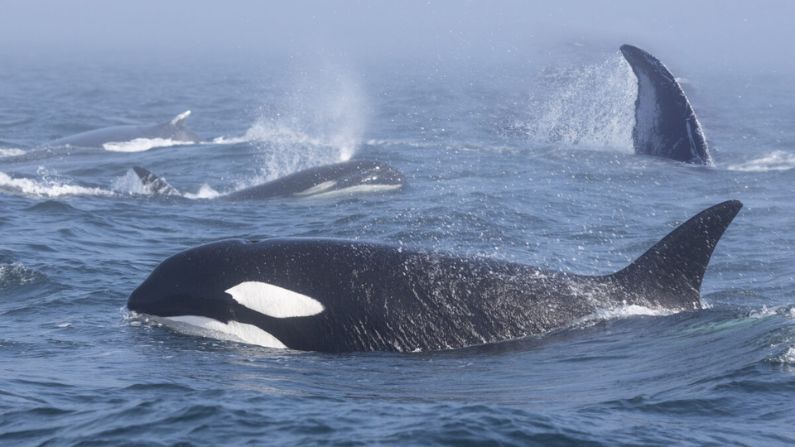 (Cortesía de la Asociación de Observación de Ballenas del Pacífico)