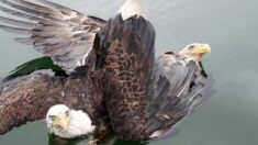 Pareja rescata a un par de águilas calvas tras enredarse en una “espiral de la muerte” y caer al río