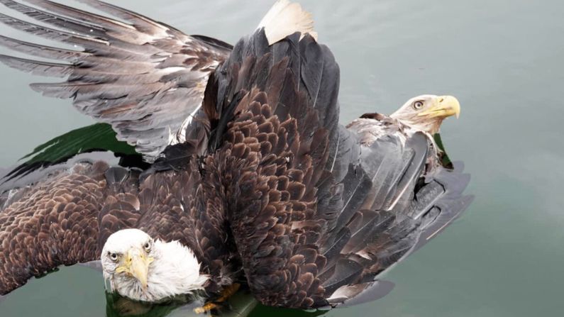 Pareja rescata a un par de águilas calvas tras enredarse en una "espiral de la muerte" y caer al río