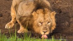 Fotógrafo toma imagen única de un león tras esperar 7 horas en el calor abrasador