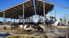 Cientos de vacas lecheras de Florida mueren durante el despiadado paso del huracán Ian