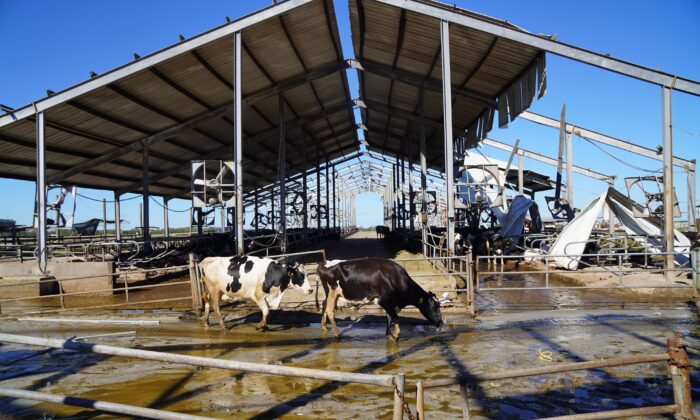 Establo en Dakin Dairy, donde 250 vacas fallecieron tras el paso del  huracán Ian, que azotó el 28 de septiembre a la granja de 1200 acres en Myakka City, Florida, a menos de 50 millas al sur de Tampa. Imagen del 2 de octubre.(John Haughey/La Gran Época)