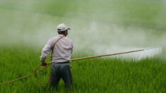 Cómo afectan los pesticidas y herbicidas a los agricultores