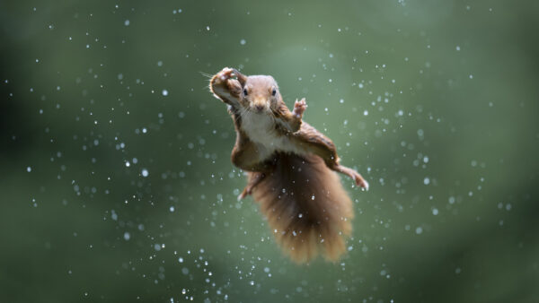 "Jumping Jack": Una ardilla roja salta durante una tormenta. (Cortesía de Alex Pansier)
