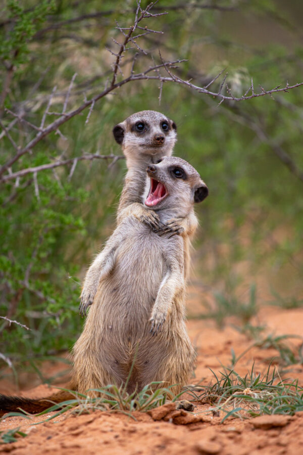 "¡Lo voy a estrangular!" Estaba siguiendo a un grupo de suricatas a pie en la reserva de caza Kalahari Trails, en Sudáfrica. La mayoría de los individuos, incluidos los adultos, estaban en un estado de ánimo juguetón. Esto me dio una oportunidad única de captar interacciones muy interesantes y dinámicas entre algunos miembros del grupo. En la foto que seleccioné, no hay agresión entre los individuos, sino una interacción que recuerda a la de los humanos cuando uno de tus amigos bromea sobre usted y usted pretende estrangularlo y, en respuesta, él abre la boca como un simplón. (Cortesía de Emmanuel Do Linh San)