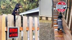 Simpático perro salchicha ama vigilar su casa, así que sus dueños le construyeron su propia rampa