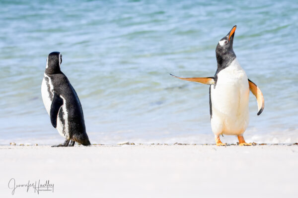 "¡Habla con la aleta!" Esta foto fue tomada en las Islas Malvinas. Estos dos pingüinos papúa estaban pasando el rato en la playa cuando uno se sacudió y le hizo un desaire a su pareja. (Cortesía de Jennifer Hadley)