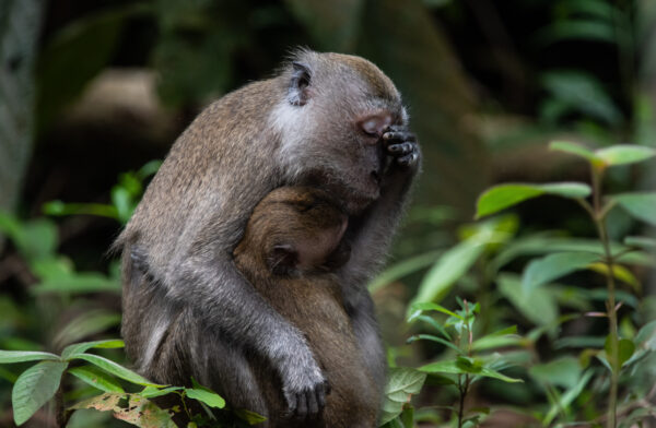 "La vida de mamá": Una cría de macaco de cola larga se aferra a su cansada madre. (Cortesía de Sophie Hart)