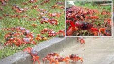 Millones de cangrejos crean un río rojo durante su migración anual hacia el mar en la isla Navidad