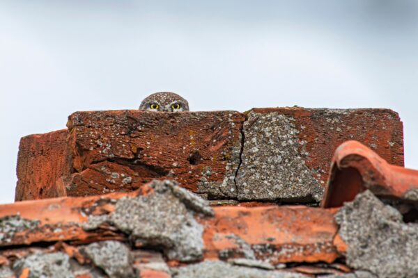 "No puede verme, ¿verdad?" Un pequeño búho se esconde en la chimenea de una casa derrumbada en Bulgaria. (Cortesía de Lukas Zeman)