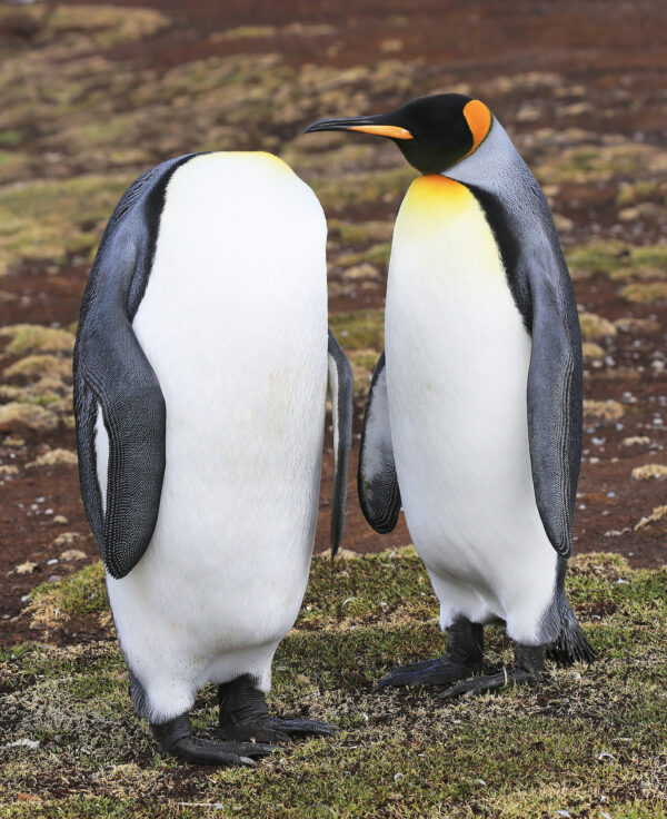 "Mantenga la calma y la cabeza": Dos pingüinos rey (aptenodytes patagonicus) en Volunteer Point, en las Malvinas. El ave de la derecha puede tener una expresión inescrutable, pero debe estar preguntándose a dónde fue a parar la cabeza de su compañero. Tal vez sea un erudito de Rudyard Kipling: "Si puede mantener su cabeza cuando todos a su alrededor pierden la suya y le echan la culpa". (Cortesía de Martin Grace)