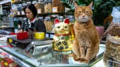 Fotógrafo de gatos callejeros intenta restaurar la inocencia de la naturaleza humana con su albúm