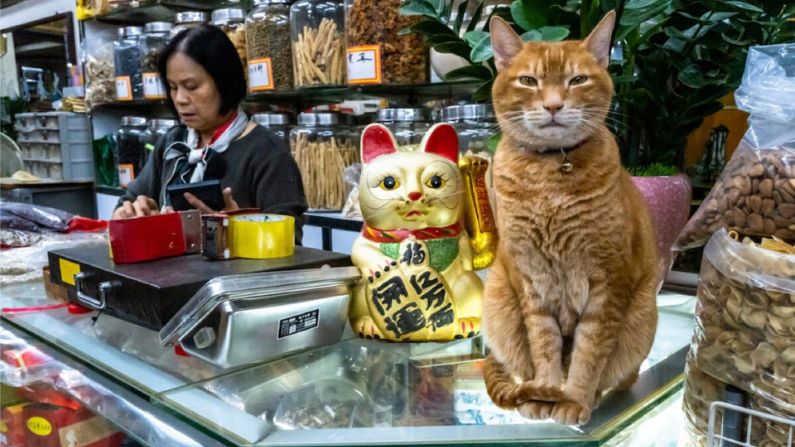 El "gato gerente de la tienda" y el "gato de la suerte" de una tienda de hierbas medicinales vigilan juntos la tienda. (Cortesía de Jonas Chan)

