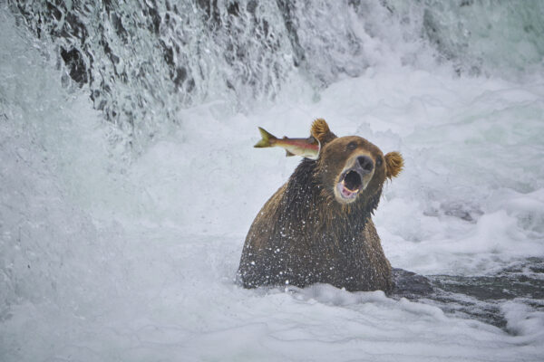 "Contraataca": Este salmón decide dar un puñetazo en la cara al oso en lugar de ser un almuerzo. (Cortesía de John Chaney)
