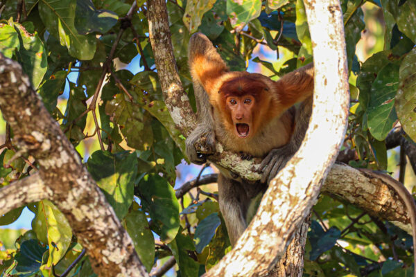 "Parar y mirar": Después de oír que las fronteras de Borneo volverían a abrirse en abril del 2022, no podía esperar a visitar y fotografiar parte de la extraña y maravillosa fauna de la isla. Después de dos años sin turistas, parecía que la fauna estaba tan sorprendida de verme como yo de verlos a ellos. Este joven mono observó con asombro mi paso por el río Kinabatangan. (Cortesía de Andy Evans)