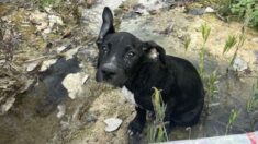 Adoptan a cachorro enfermo encontrado dentro de una caja en un río: ¡Ahora sus ojos brillan con vida!