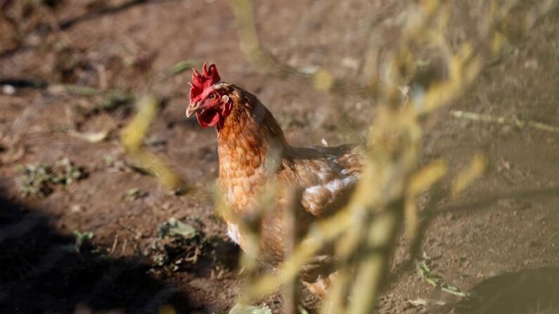 En la imagen una gallina en un corral de Lugo (España). EFE/ Eliseo Trigo