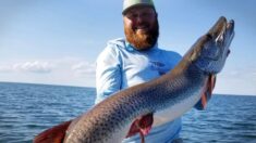 Pescador atrapa un monstruoso pez muskellunge en lago de Minnesota y consigue el récord estatal