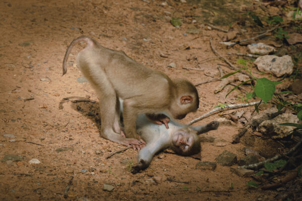 "Centro de bienestar para monos": Caminando cerca de un templo camboyano donde viven grupos de monos salvajes, me encontré con esta escena: un mono salvaje en un relajo total, mientras su amigo lo cuidaba. (Cortesía de Federica Vinci)
