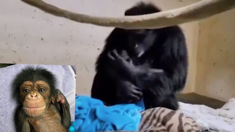 Mamá chimpancé tiene emotivo reencuentro con su bebé 2 días después de una cesárea de emergencia
