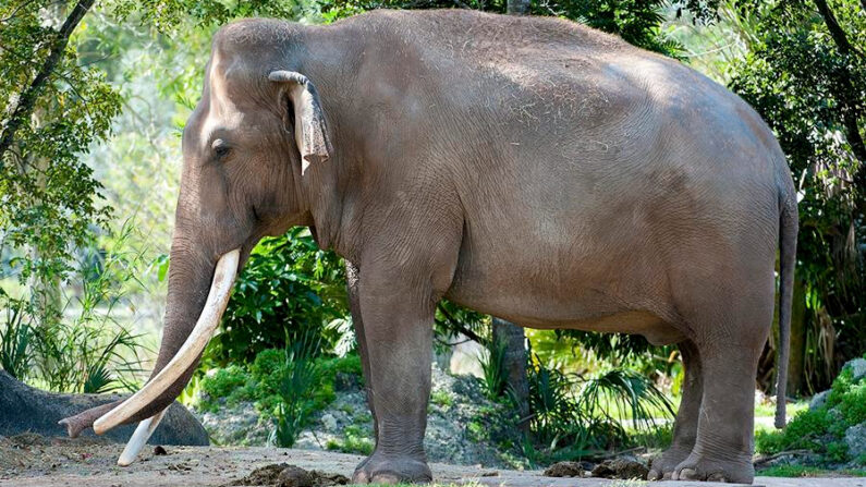 Fotografía cedida por el zoológico de Miami del elefante de 56 años, "Dalip", considerado el más viejo de los elefantes asiáticos de EE.UU., en el Zoológico de Miami (Estados Unidos). EFE/ Ron Magill /Zoo Miami