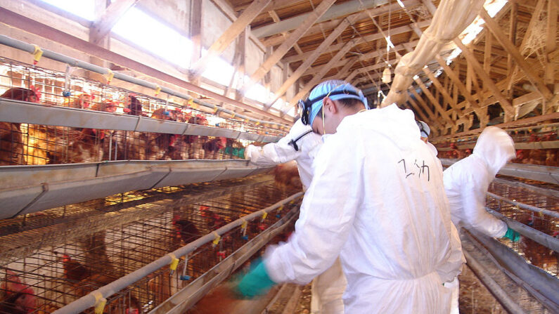 En esta foto distribuida por la Prefectura de Ibaraki, los trabajadores reúnen pollos vivos para un sacrificio masivo en una granja donde se ha encontrado el virus de la gripe aviar el 7 de noviembre de 2005 en Ogawamachi, Prefectura de Ibaraki, Japón. (la Prefectura de Ibaraki vía Getty Images)